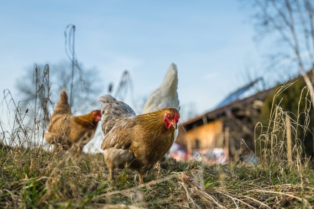 chickens, hens, nature-6078279.jpg